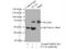 EYA Transcriptional Coactivator And Phosphatase 3 antibody, 21196-1-AP, Proteintech Group, Immunoprecipitation image 