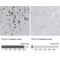 Phospholipase D Family Member 3 antibody, NBP1-83146, Novus Biologicals, Immunohistochemistry paraffin image 