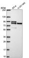 Microtubule Affinity Regulating Kinase 2 antibody, HPA074905, Atlas Antibodies, Western Blot image 
