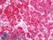 USO1 Vesicle Transport Factor antibody, LS-B11369, Lifespan Biosciences, Immunohistochemistry frozen image 