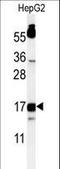 TYRO Protein Tyrosine Kinase Binding Protein antibody, LS-B10432, Lifespan Biosciences, Western Blot image 