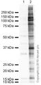 Acid Phosphatase antibody, ab10321, Abcam, Western Blot image 