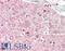 Diacylglycerol Kinase Theta antibody, LS-B10348, Lifespan Biosciences, Immunohistochemistry frozen image 