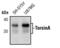 Torsin Family 1 Member A antibody, MA5-15094, Invitrogen Antibodies, Western Blot image 