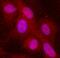 Complement C1q C Chain antibody, AF3337, R&D Systems, Western Blot image 