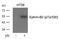 Ephrin B2 antibody, 79-466, ProSci, Western Blot image 