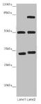 Tubulin Alpha 1b antibody, LS-C679917, Lifespan Biosciences, Western Blot image 