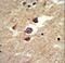 Aldehyde Dehydrogenase 5 Family Member A1 antibody, LS-C156266, Lifespan Biosciences, Immunohistochemistry frozen image 