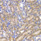SHC Adaptor Protein 1 antibody, MBS9128272, MyBioSource, Immunohistochemistry frozen image 
