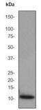 Apolipoprotein C3 antibody, ab76305, Abcam, Western Blot image 