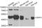 WD Repeat Domain, Phosphoinositide Interacting 1 antibody, A06206-1, Boster Biological Technology, Western Blot image 