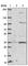 Reticulocalbin 3 antibody, HPA043134, Atlas Antibodies, Western Blot image 