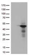 MKP-1 antibody, TA812681, Origene, Western Blot image 