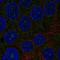 Transmembrane Protein 217 antibody, HPA074578, Atlas Antibodies, Immunofluorescence image 