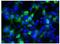 Bestrophin 1 antibody, GTX14927, GeneTex, Immunocytochemistry image 