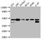 Casein Kinase 2 Alpha 1 antibody, CSB-RA964915A0HU, Cusabio, Western Blot image 