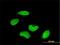 CDR antibody, H00000862-M01, Novus Biologicals, Immunofluorescence image 