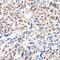 p27 antibody, LS-C335975, Lifespan Biosciences, Immunohistochemistry frozen image 