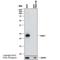 Parkinsonism Associated Deglycase antibody, NBP1-92715, Novus Biologicals, Western Blot image 
