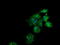 UDP-GlcNAc:BetaGal Beta-1,3-N-Acetylglucosaminyltransferase 2 antibody, LS-C787542, Lifespan Biosciences, Immunofluorescence image 