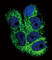 Collagen Type VI Alpha 1 Chain antibody, abx032885, Abbexa, Western Blot image 