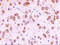 Toll Like Receptor 5 antibody, 3647, ProSci Inc, Immunohistochemistry frozen image 