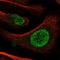 Protection Of Telomeres 1 antibody, HPA068538, Atlas Antibodies, Immunofluorescence image 