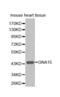 G Protein Subunit Alpha 15 antibody, abx001693, Abbexa, Western Blot image 