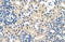 Ubiquitin Protein Ligase E3 Component N-Recognin 7 (Putative) antibody, orb325066, Biorbyt, Immunohistochemistry paraffin image 