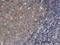 Moesin antibody, LS-C133914, Lifespan Biosciences, Immunohistochemistry paraffin image 