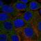 Phosphorylase Kinase Catalytic Subunit Gamma 2 antibody, HPA068751, Atlas Antibodies, Immunofluorescence image 