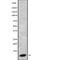 G Protein Subunit Gamma 3 antibody, abx215654, Abbexa, Western Blot image 