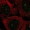 Poly(A) Specific Ribonuclease Subunit PAN3 antibody, NBP1-89438, Novus Biologicals, Immunofluorescence image 