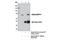 DnaJ Heat Shock Protein Family (Hsp40) Member C2 antibody, 12844S, Cell Signaling Technology, Immunoprecipitation image 