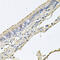Erythropoietin receptor antibody, 18-870, ProSci, Immunohistochemistry frozen image 