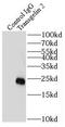 Transgelin 2 antibody, FNab08933, FineTest, Immunoprecipitation image 