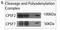 Cleavage And Polyadenylation Specific Factor 7 antibody, NB100-61600, Novus Biologicals, Western Blot image 