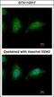 Zinc Finger HIT-Type Containing 2 antibody, GTX112317, GeneTex, Immunocytochemistry image 