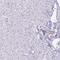 G Protein-Coupled Bile Acid Receptor 1 antibody, NBP2-49376, Novus Biologicals, Immunohistochemistry paraffin image 