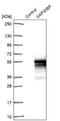 SAP30 Binding Protein antibody, NBP2-38685, Novus Biologicals, Western Blot image 