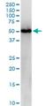 Nucleobindin 2 antibody, H00004925-M03, Novus Biologicals, Western Blot image 