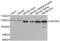 Leucine Rich Pentatricopeptide Repeat Containing antibody, abx002405, Abbexa, Western Blot image 