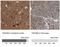Tyrosine 3-Monooxygenase/Tryptophan 5-Monooxygenase Activation Protein Beta antibody, NBP1-80611, Novus Biologicals, Immunohistochemistry frozen image 