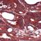 Fatty acid-binding protein, heart antibody, PA5-32487, Invitrogen Antibodies, Immunohistochemistry frozen image 