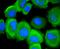 EGFR antibody, A00023S695, Boster Biological Technology, Immunocytochemistry image 