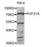 PHD Finger Protein 21A antibody, orb247374, Biorbyt, Western Blot image 