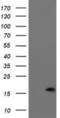 P53 And DNA Damage Regulated 1 antibody, NBP2-01854, Novus Biologicals, Western Blot image 