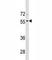 Bone Morphogenetic Protein 8a antibody, F47545-0.4ML, NSJ Bioreagents, Western Blot image 