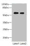 Tektin 5 antibody, LS-C371945, Lifespan Biosciences, Western Blot image 