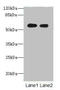 Tektin-5 antibody, LS-C371945, Lifespan Biosciences, Western Blot image 